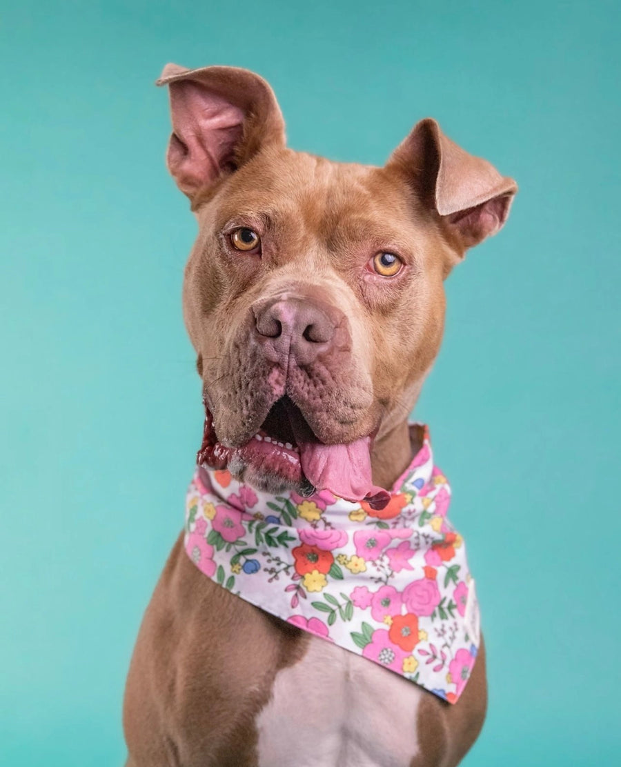 The Paws Blossom Bandana