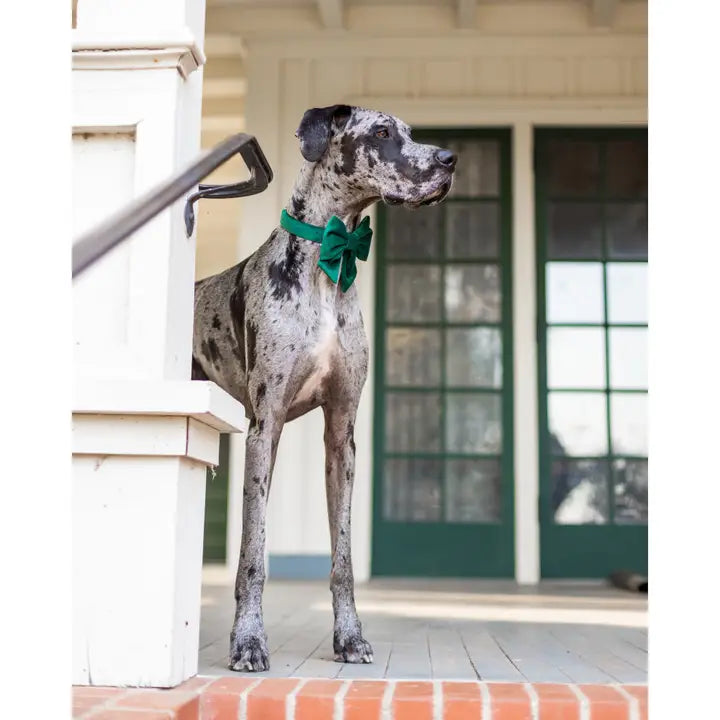 Forest Green Blue Velvet Lady Dog Bow