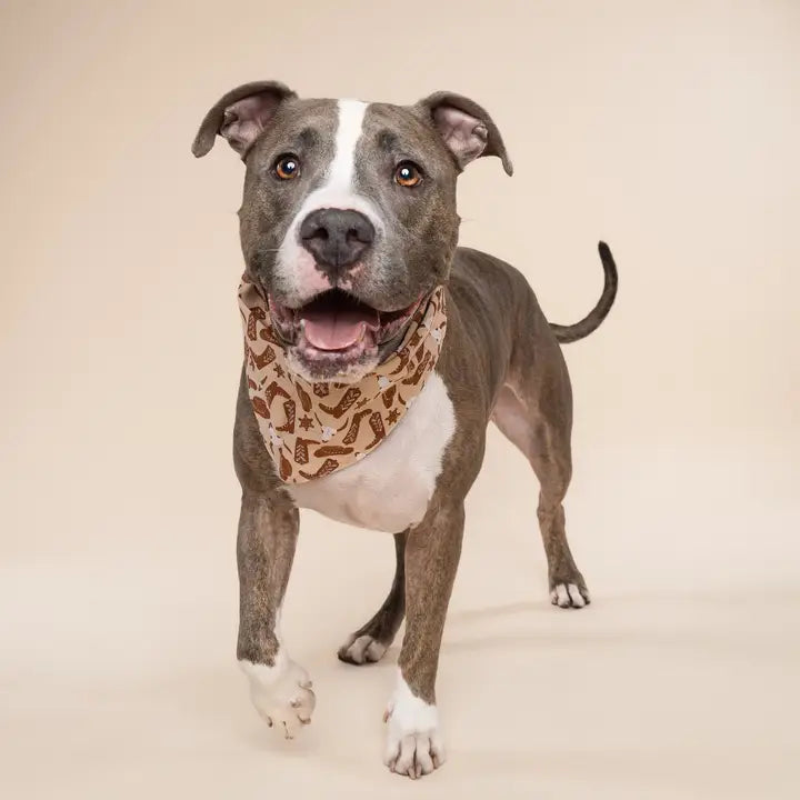 The Paws Bronco Bandana for Dogs and Cats