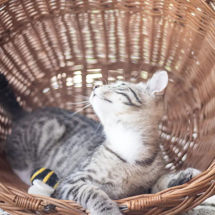 Berta the Honeybee Eco Wool Cat Toy