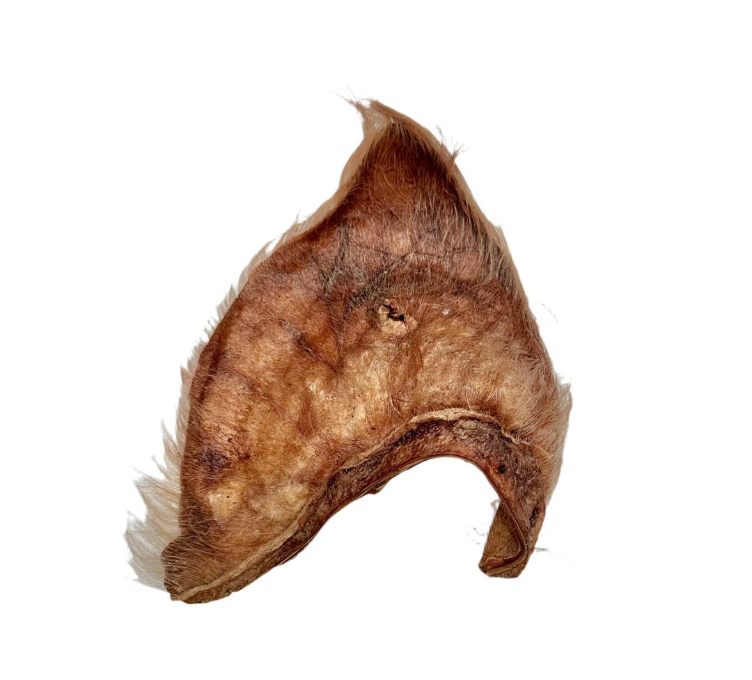 Hairy Pig Ear