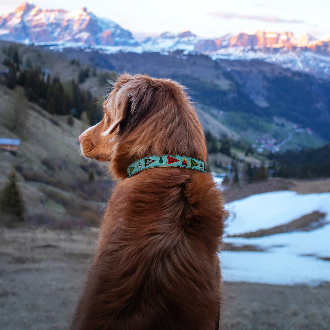 Up Country Camp Woof Dog Collar