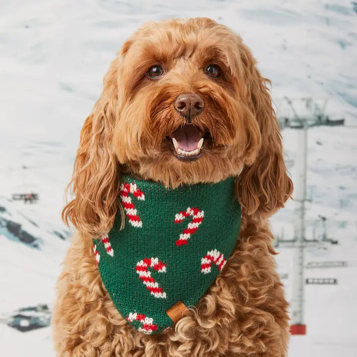 Candy Cane Knit Holiday Bandana for Dogs and Cats