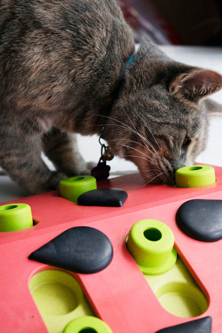 Melon Madness Puzzle & Play Cat Game