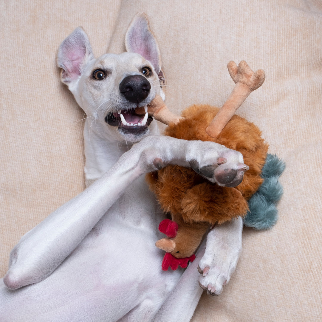 Chandler Chicken Plush Dog Toy