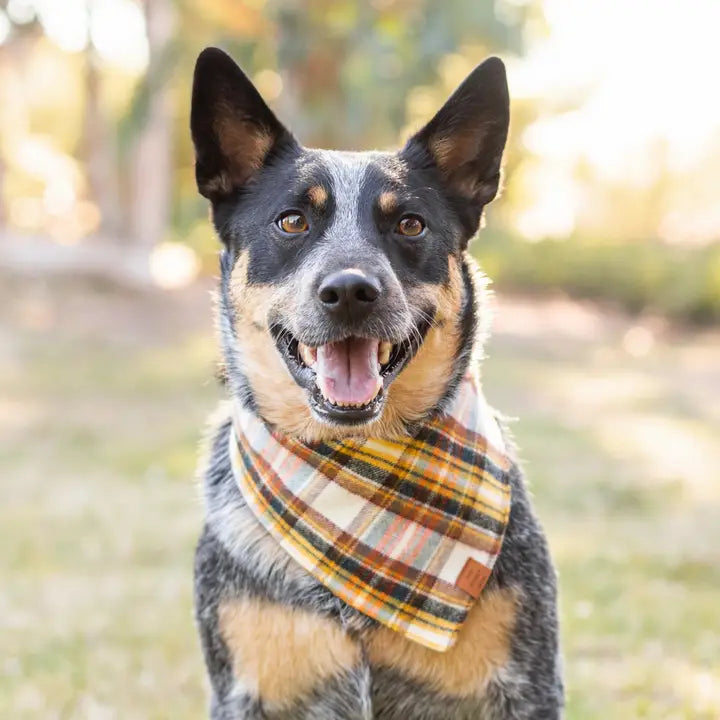 Cornucopia Flannel Fall Bandana