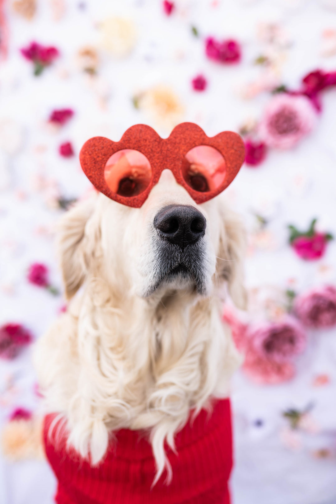 Valentine's Day Pet Photoshoot