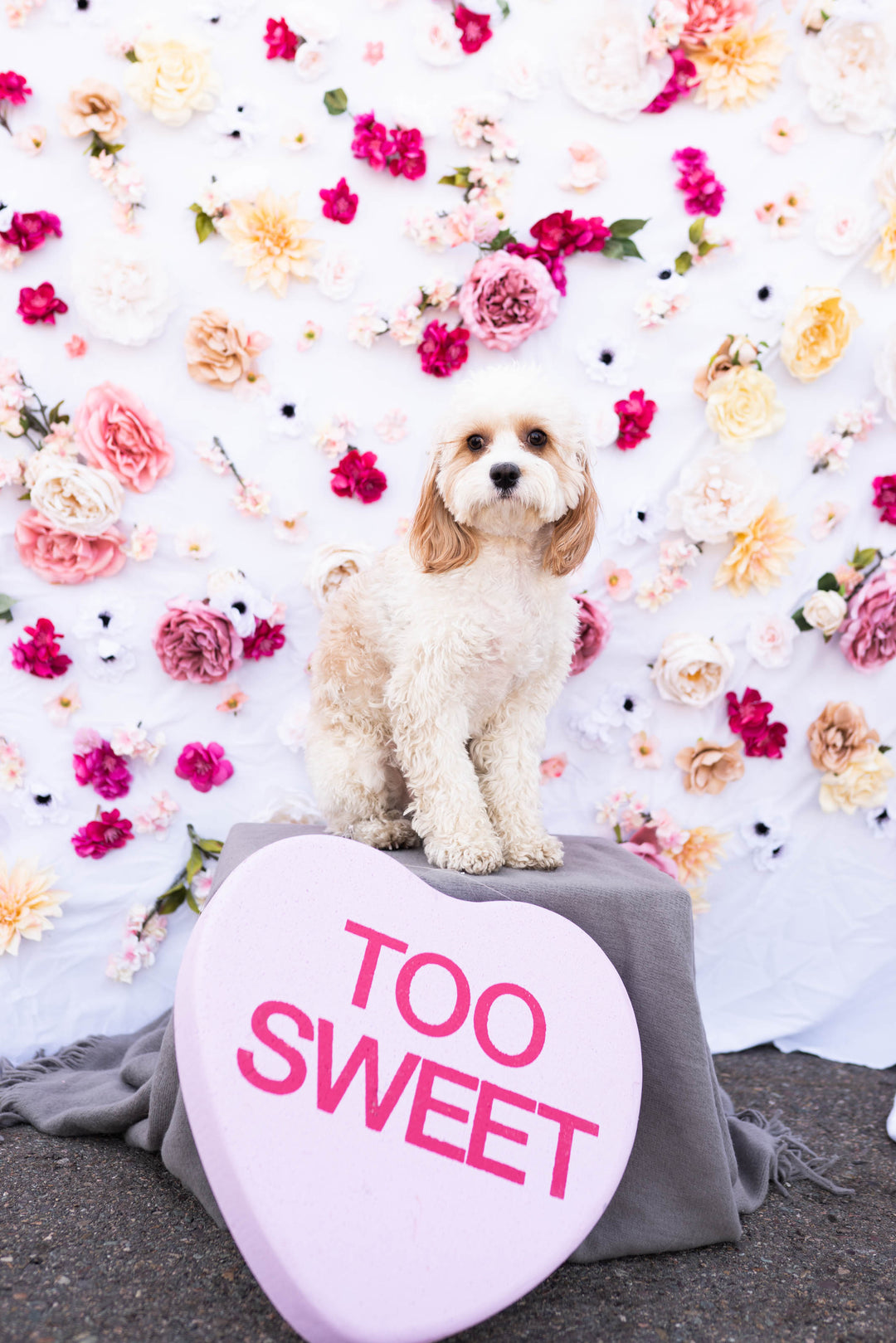 Valentine's Day Pet Photoshoot