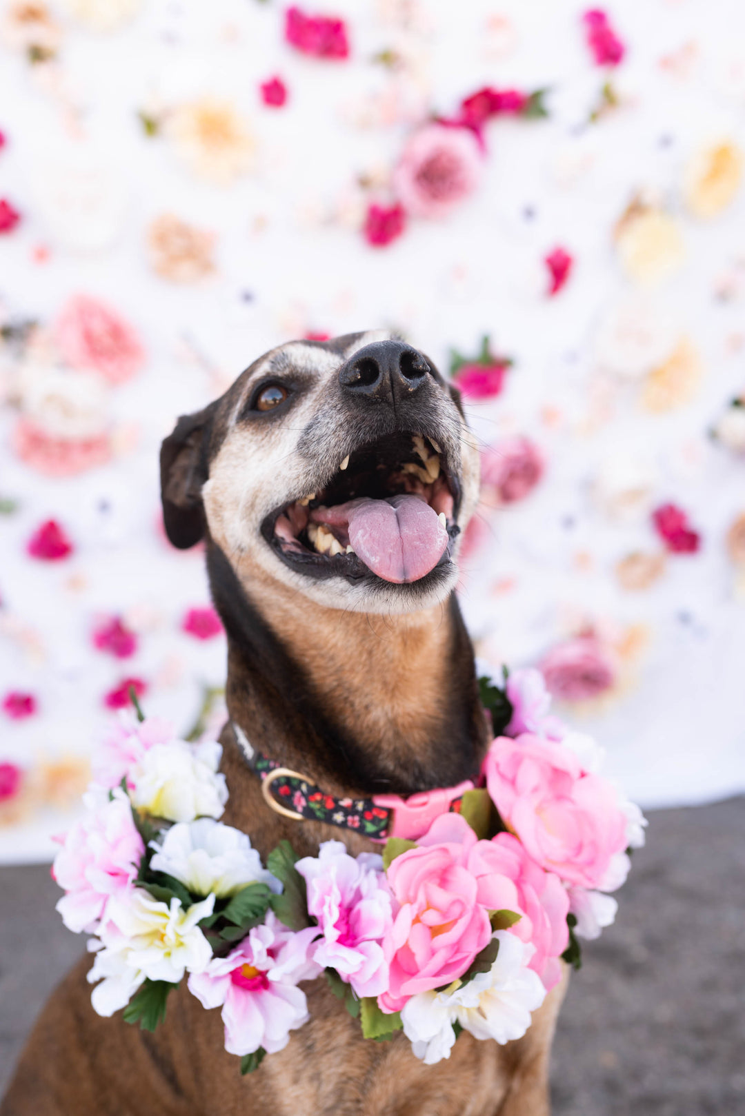 Valentine's Day Pet Photoshoot