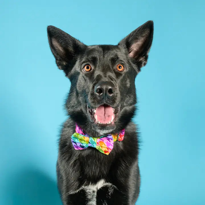Dubdog Designs Tula Bow Tie Attachment for Collar