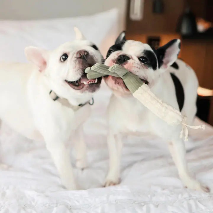 Farmer's Market Enrichment and Snuffle Toy set