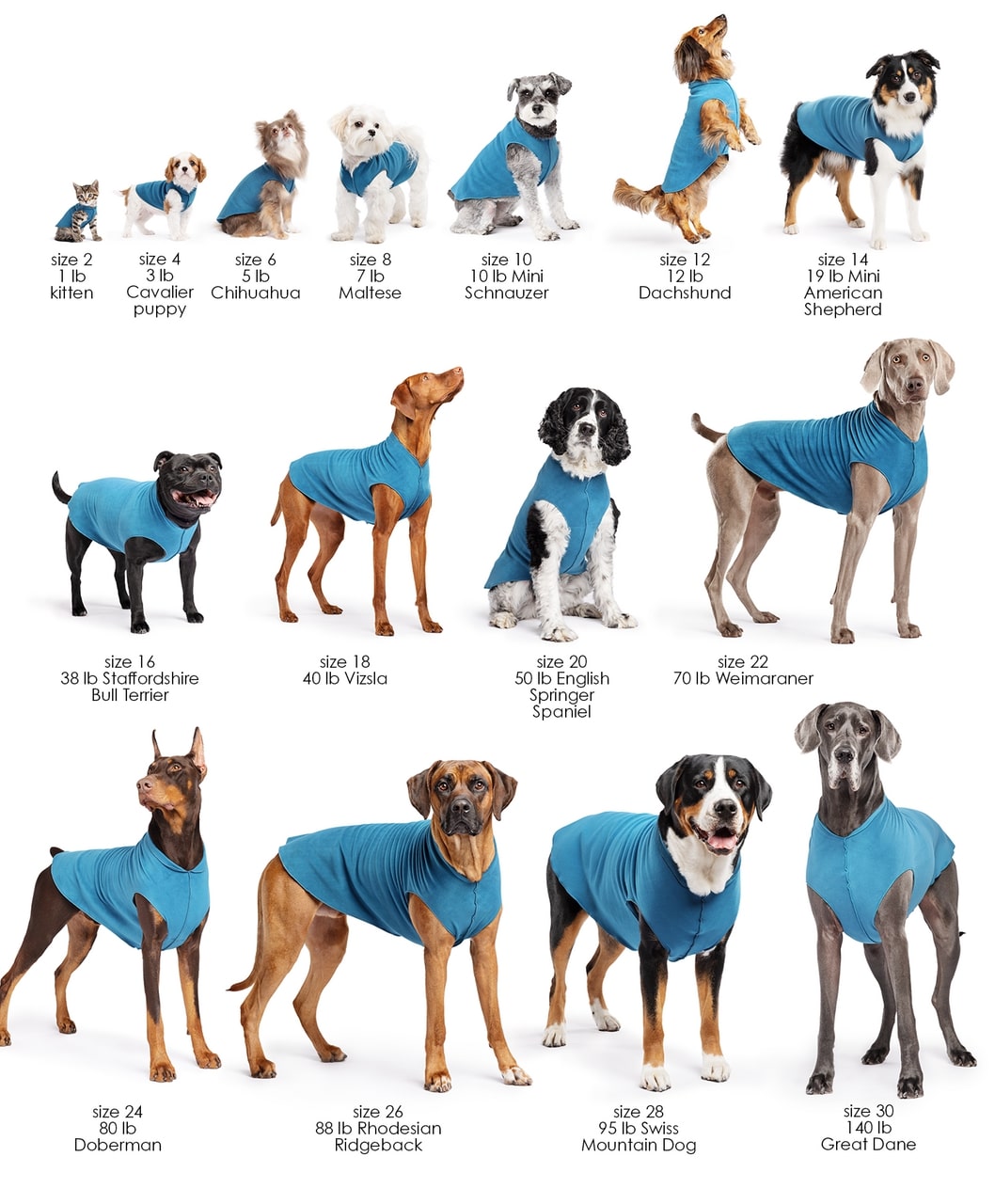 Dogs of various breeds and sizes wearing blue fleece sweaters with size labels below each.