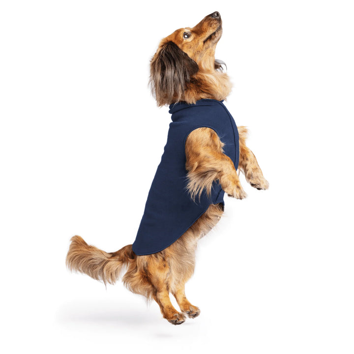 Mini_Dachshund Dog wearing a navy blue fleece sweater on a white background