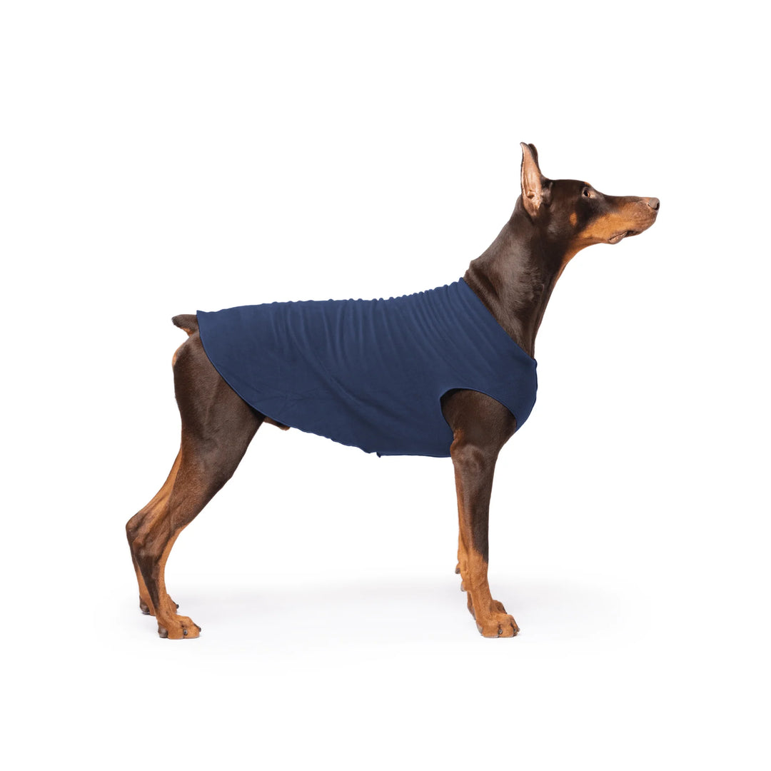 Doberman Dog wearing a blue fleece coat on a white background