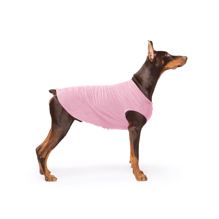 Doberman Dog wearing a pink fleece sweater on a white background