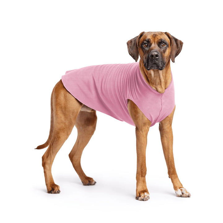 Large Dog wearing a pink fleece sweater on a white background