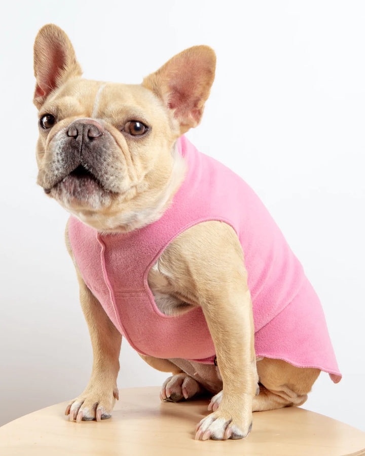 French bulldog wearing a pink fleece sweater with a white background