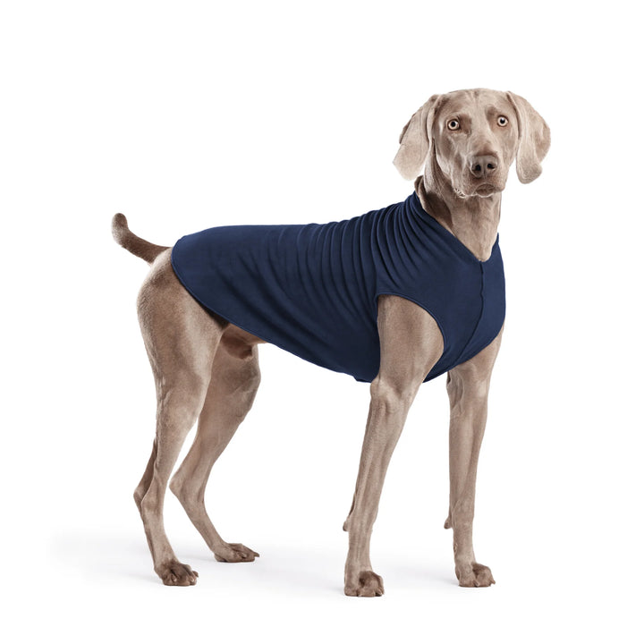 A Weimaraner dog wearing a navy blue fleece sweater, standing against a solid white background.