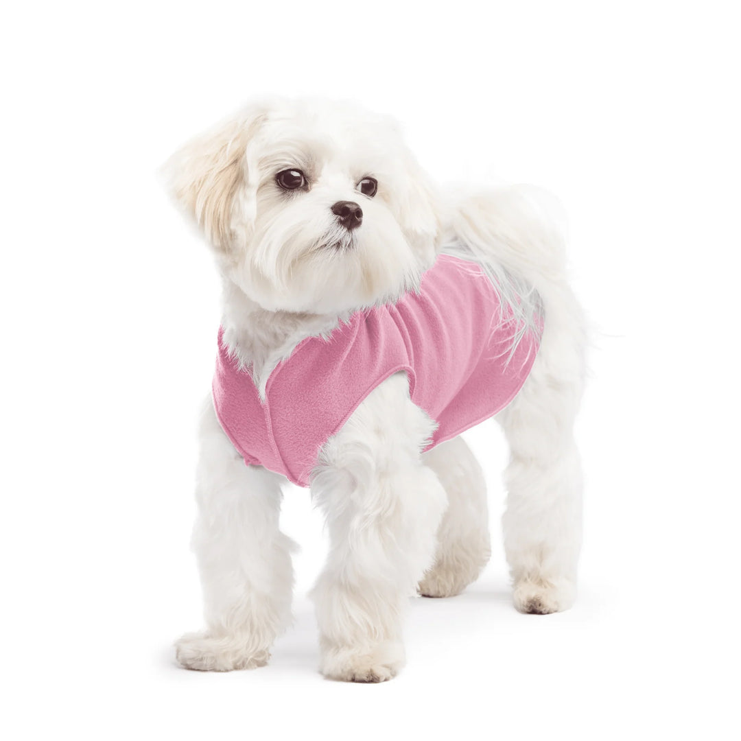 Small white dog wearing a pink fleece sweater on a white background