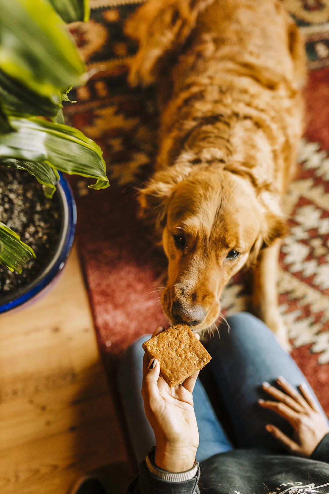 Heavenly Hounds Peanut Butter Relaxation Square 2oz