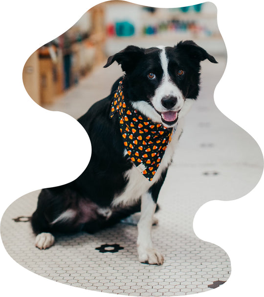 New Fall Arrivals!