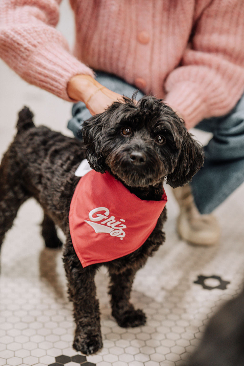 University of Montana Griz Bandana for Dogs and Cats Small