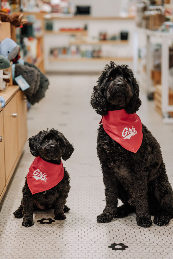 University of Montana Griz Bandana for Dogs and Cats Small