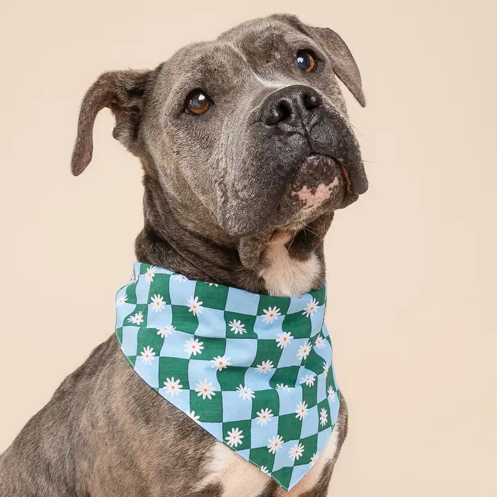 The Paws Koa Bandana for Dogs and Cats