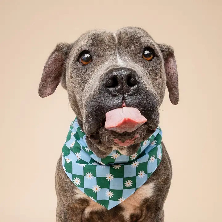 The Paws Koa Bandana for Dogs and Cats