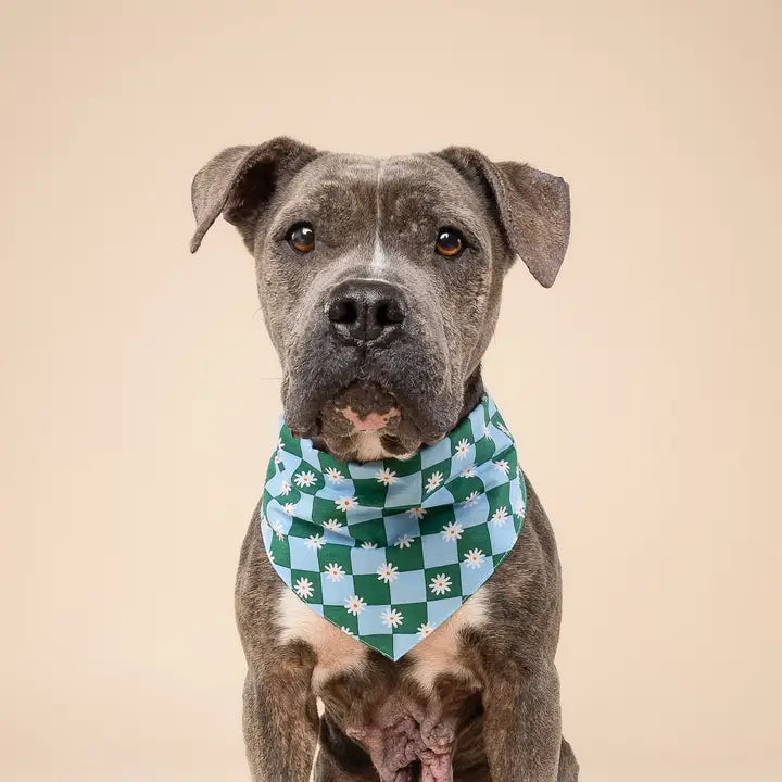 The Paws Koa Bandana for Dogs and Cats