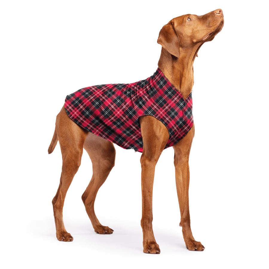 Vizsla Dog wearing a red plaid fleece sweater on a white background