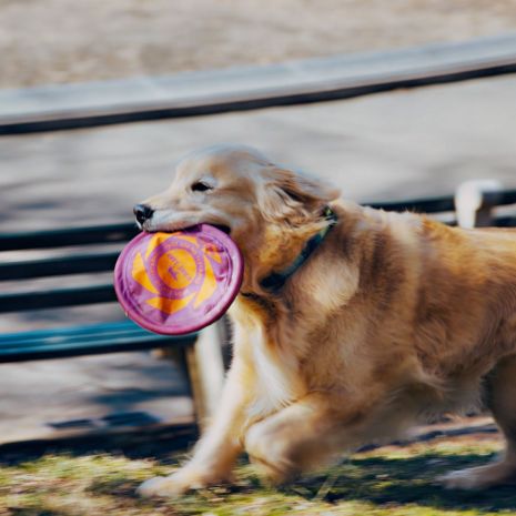 Tall Tails GOAT Sport Flyer Frisbee Dog Toy 9"