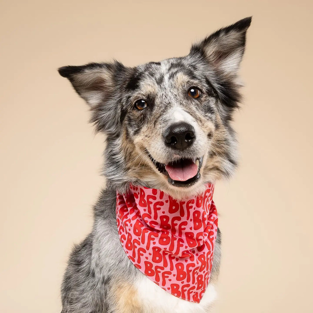 The Paws BFF Bandana for Dogs and Cats