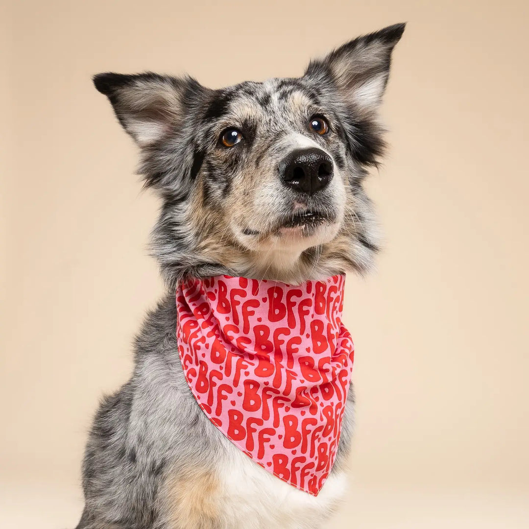 The Paws BFF Bandana for Dogs and Cats