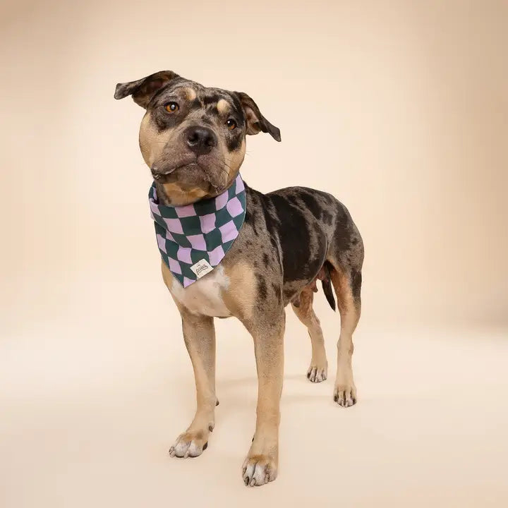 The Paws Brooklyn Bandana for Dogs and Cats