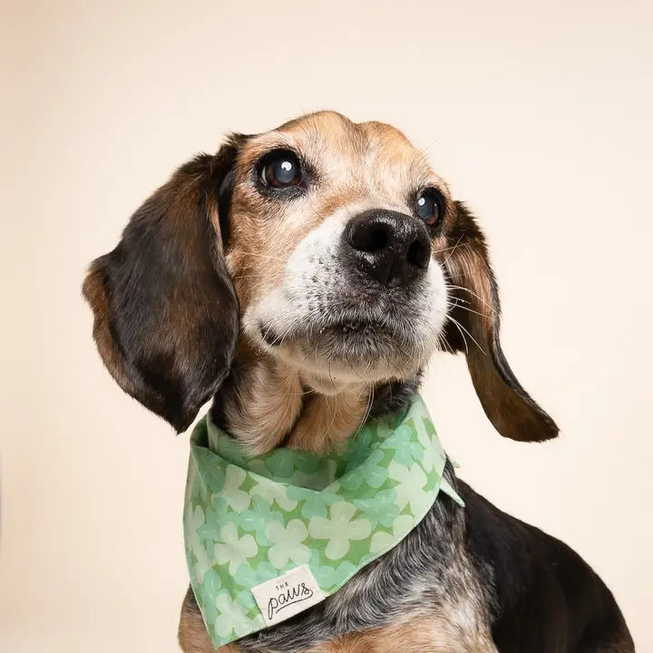 The Paws Clover Bandana for Dogs and Cats