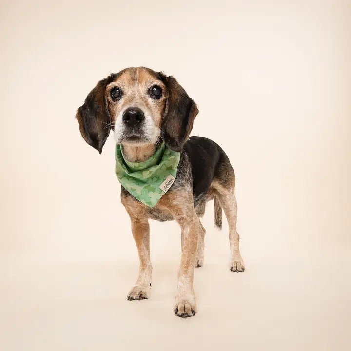 The Paws Clover Bandana for Dogs and Cats