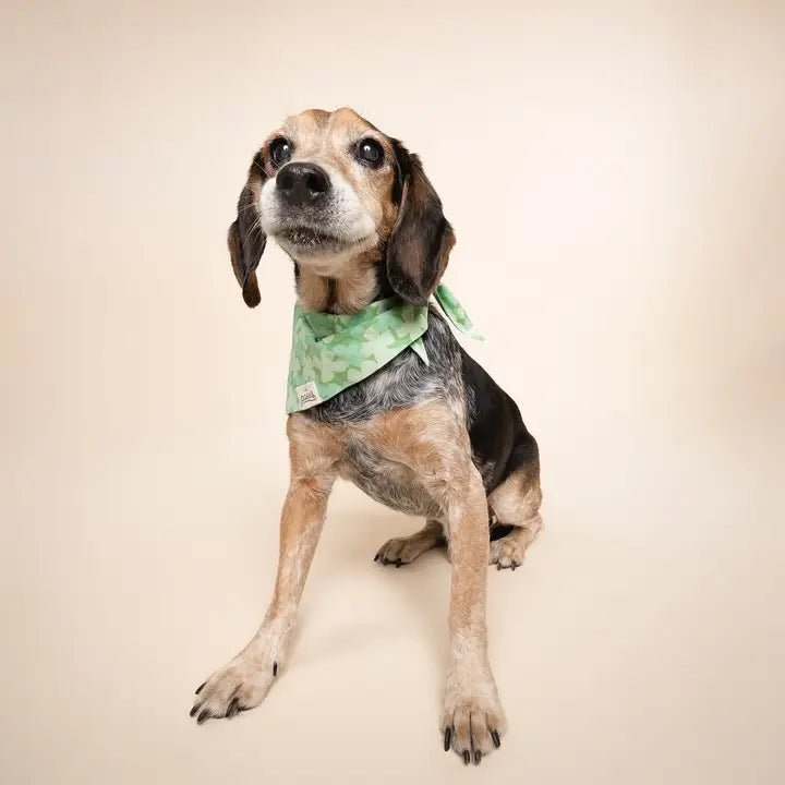 The Paws Clover Bandana for Dogs and Cats