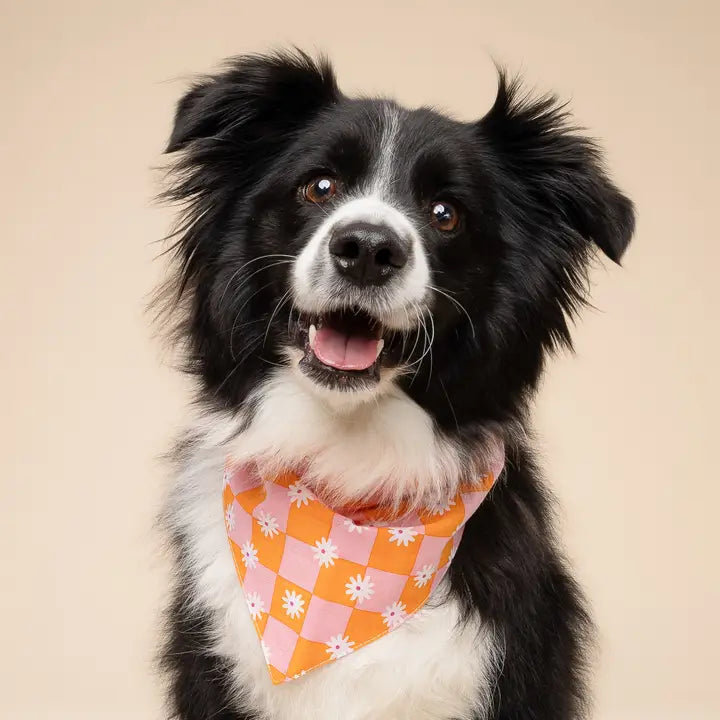 The Paws Hula Bandana for Dogs and Cats