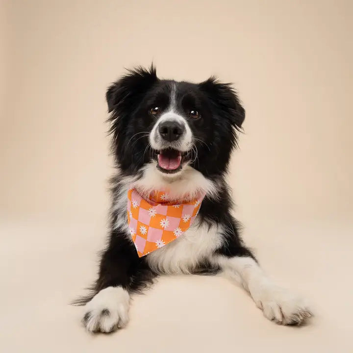 The Paws Hula Bandana for Dogs and Cats