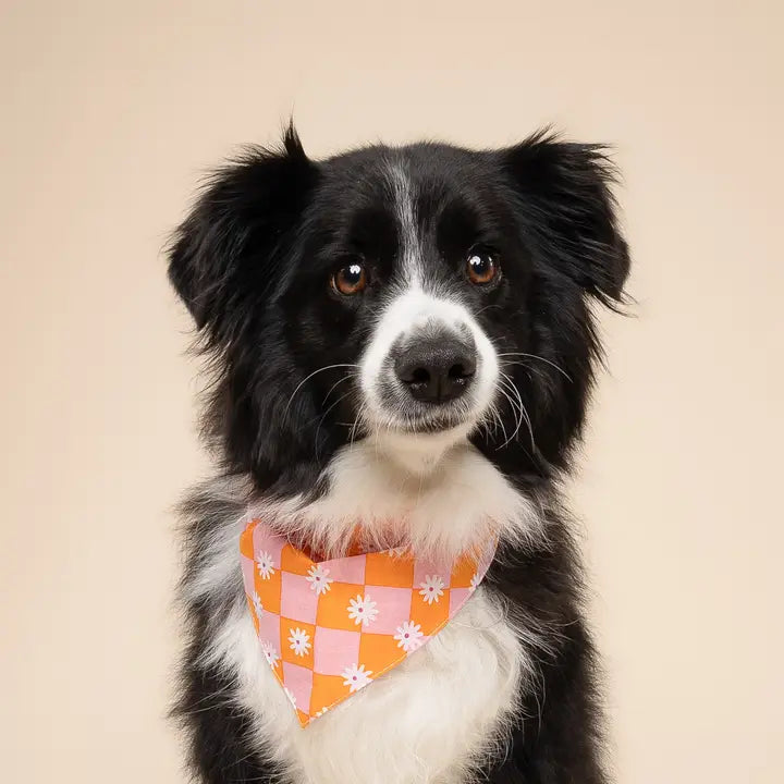 The Paws Hula Bandana for Dogs and Cats