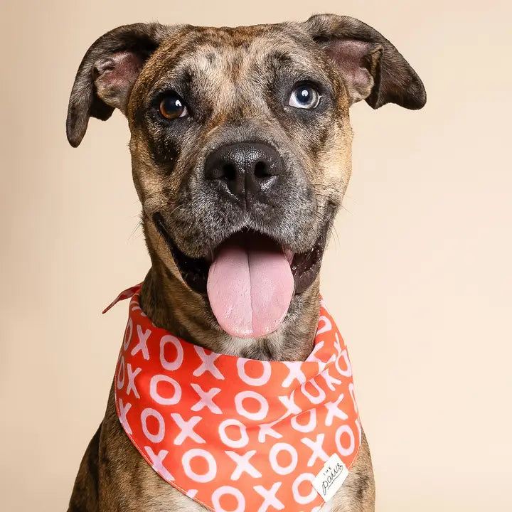 Valentine's Day Xo Bandana for Dogs and Cats