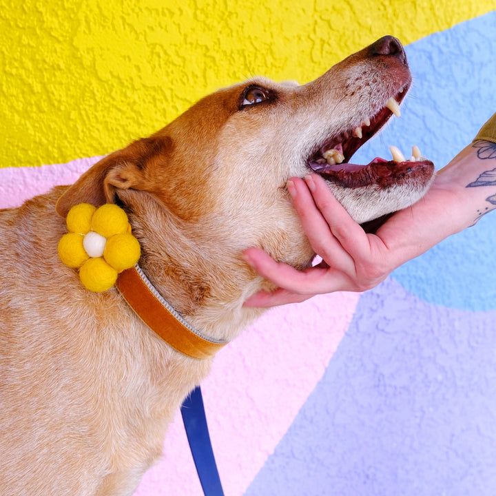 Yellow - Bubble Flower Attachment for Collar Medium