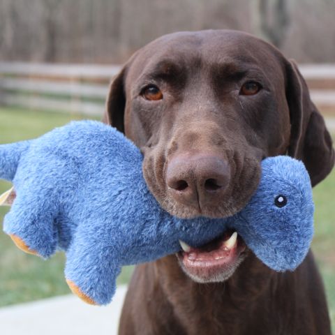 Brontosaurus Squeaker Dog Toy