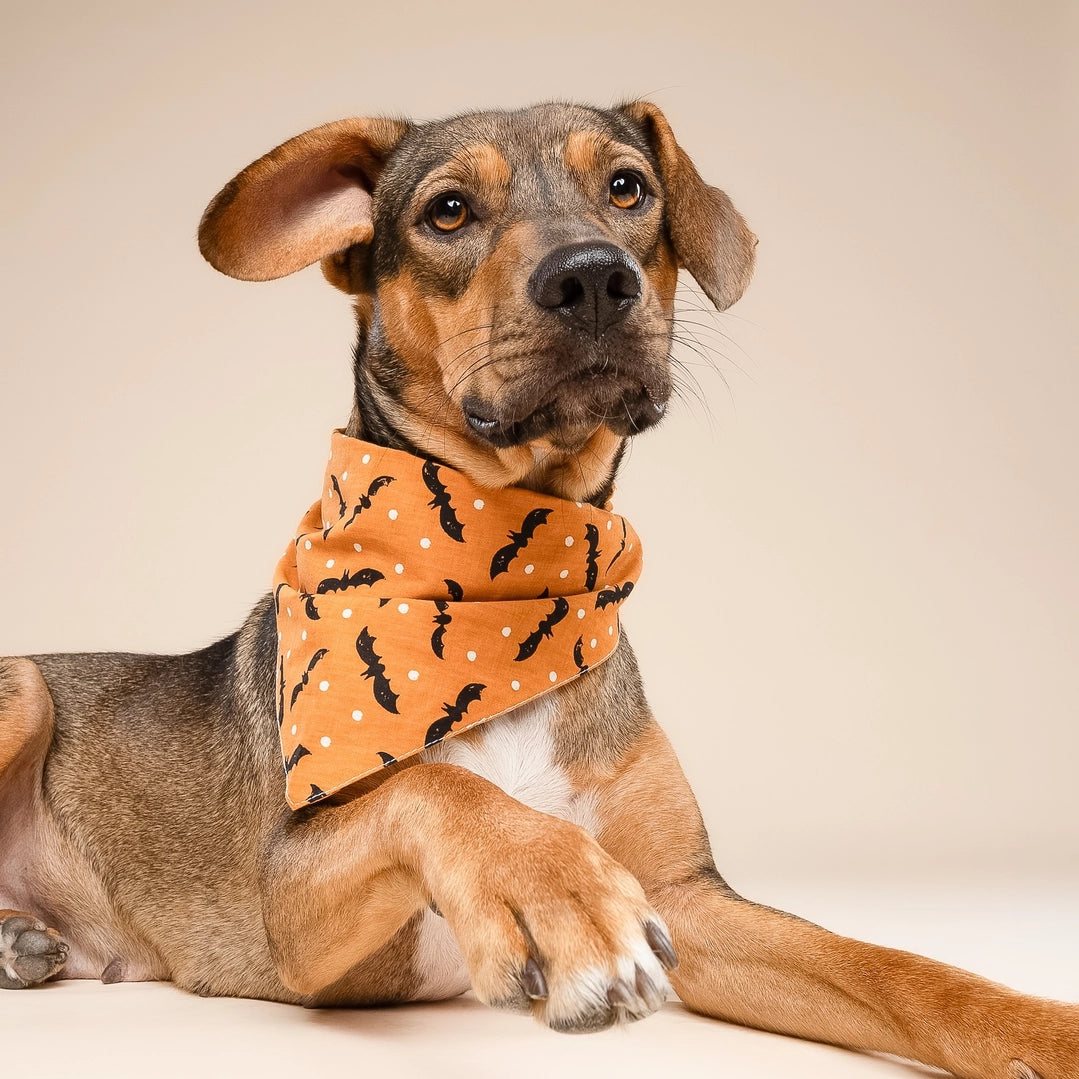 The Paws Batty Halloween Bandana for Dogs and Cats
