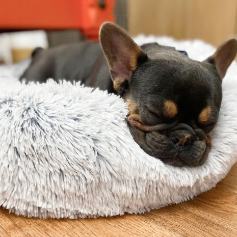 Dream Chaser Cuddle Donut Calming Bed