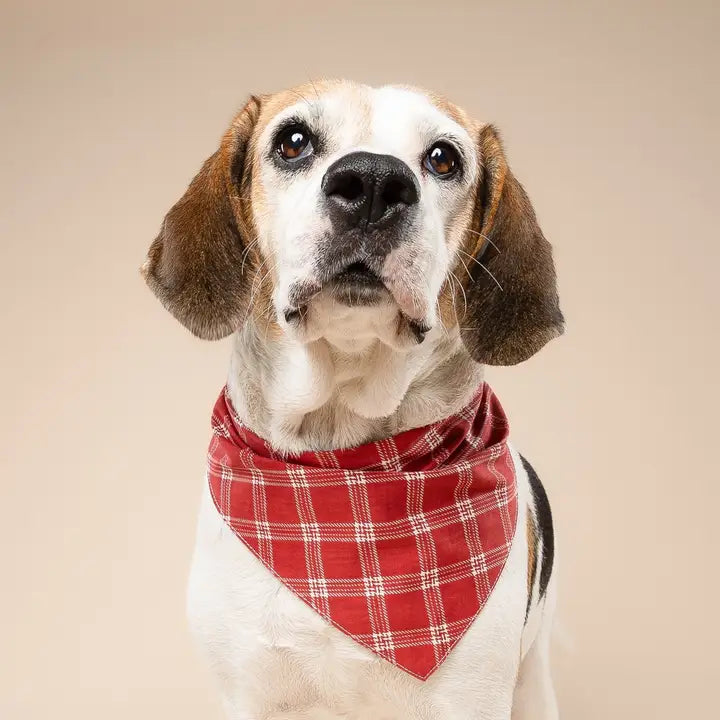 The Paws Cider Bandana for Dogs and Cats