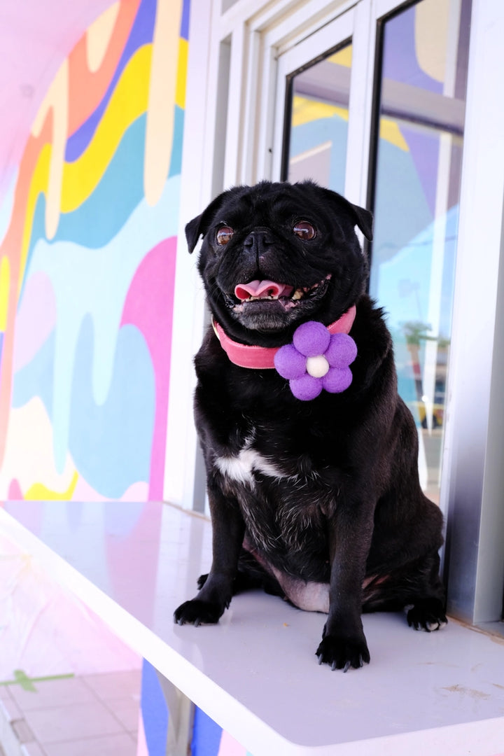 Purple - Bubble Flower Attachment for Collar Medium