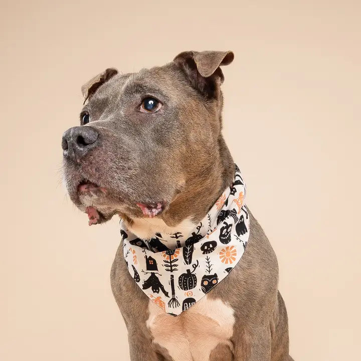 The Paws Hallows Eve Halloween Bandana for Dogs and Cats