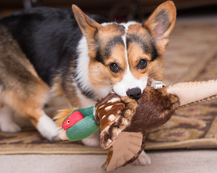 Ike Pheasant Dog Toy